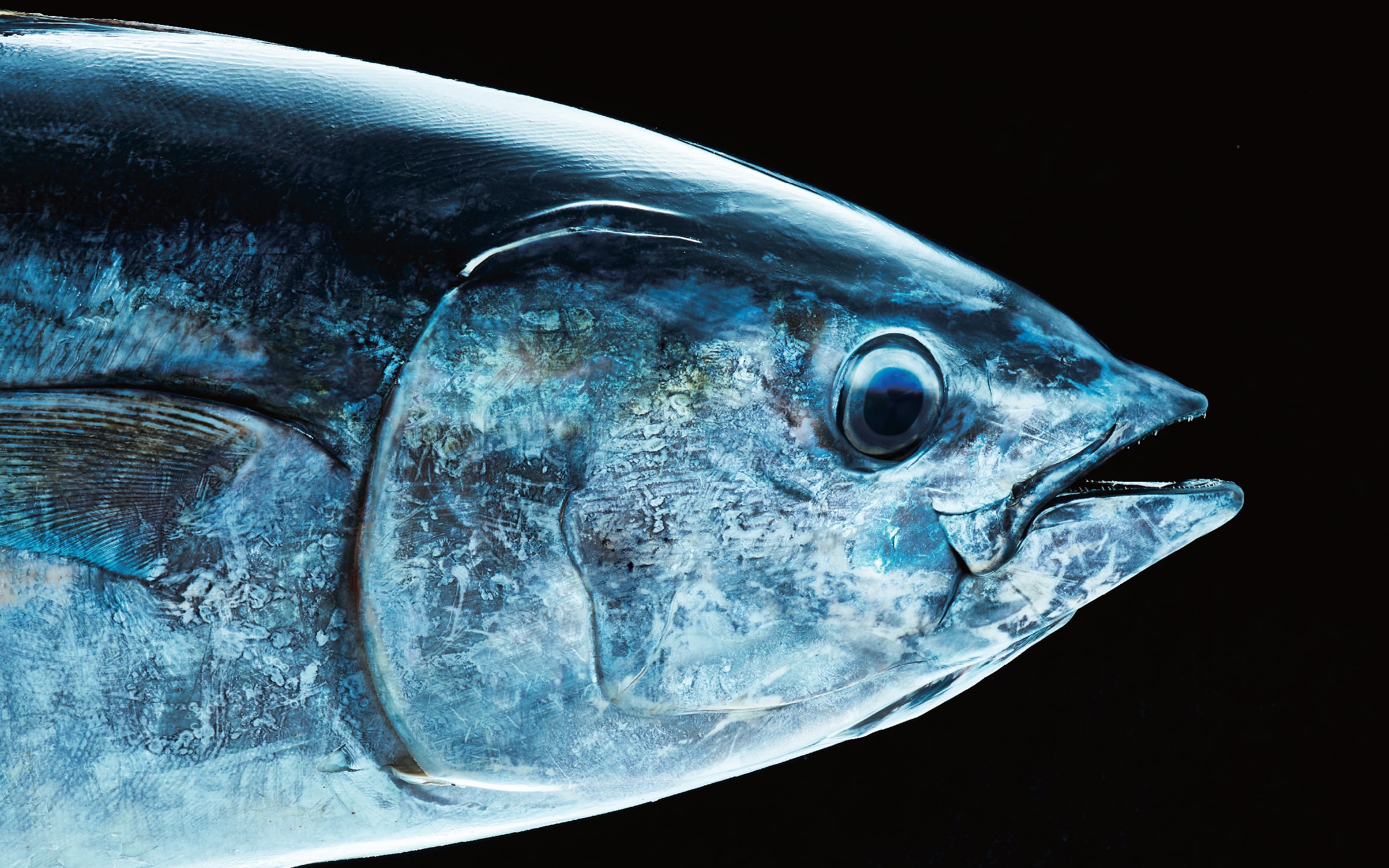 魚幸水産のイメージ画像